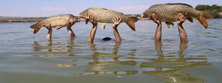 3 carp caught on the river Ebro