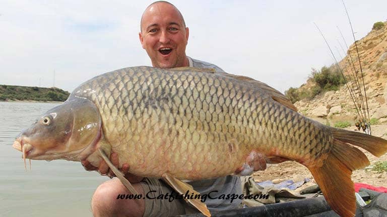 55lbs common carp from the river Ebro