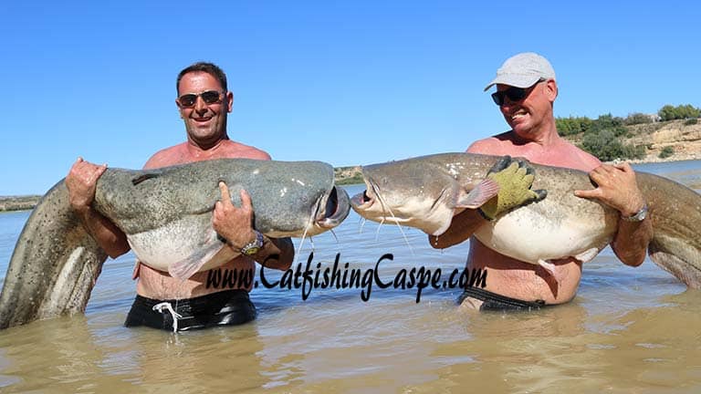 two giant wels catfish river ebro