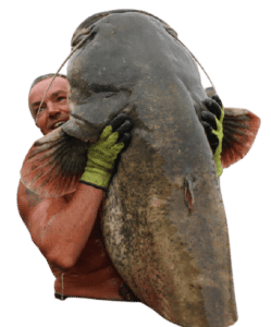 195 lbs wels catfish