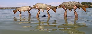 3 carp caught on the river Ebro