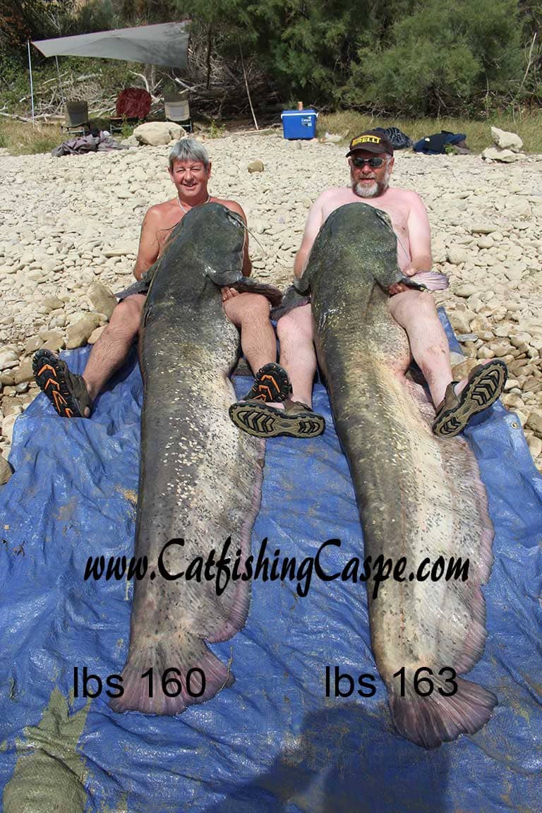 two monster wels catfish