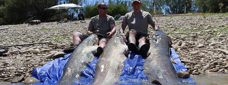 River Ebro Catfish gone crazy