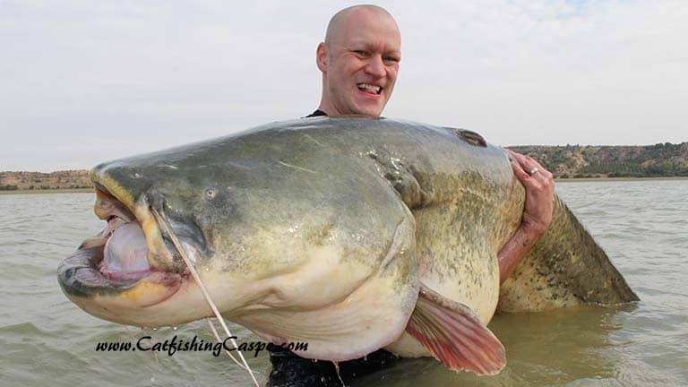 180 lbs Monster wels catfish from the river ebro spain