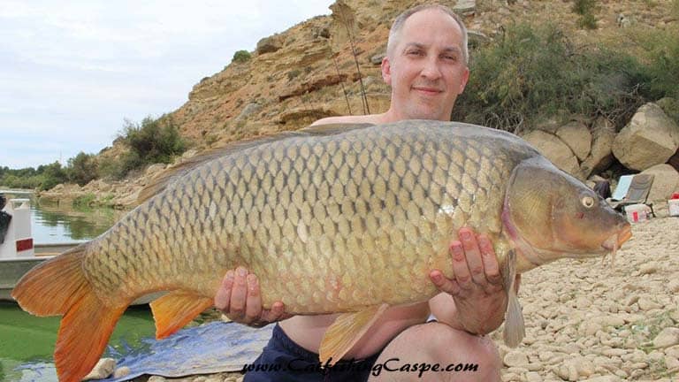 41 lbs river ebro common carp