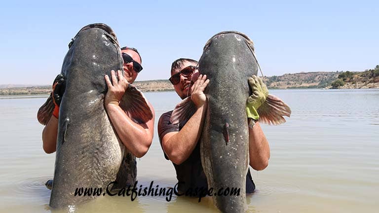 two monster river Ebro wels catfish fishing in spain